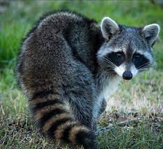 Zdjęcie Wojownicy Wiki