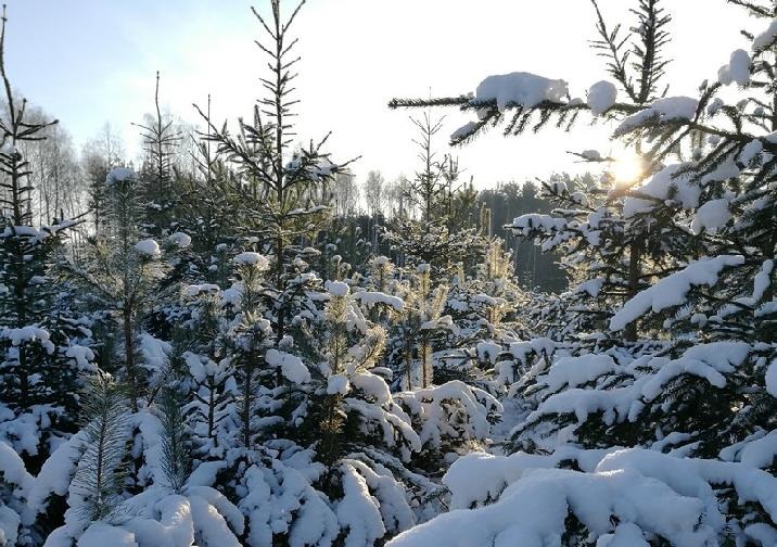 Choinki&#x20;oprószone&#x20;śniegiem&#x2e;